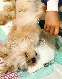 گالری تصاویر بخش گرومینگ | کلینیک آدورینا