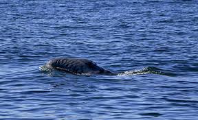 During the whale watching season, there are plenty of ways to see the migration in san diego and you don't have to go far. Springtime Whale Watching In San Diego Offshore Blue Adventures Captain Cici Sayer Whale Watching Offshore Blue Adventures