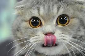 As you get more name ideas and meanings, you'll be able to narrow down the top choice. 10 Unique Female Cat Names Sitter For Your Critter