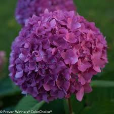 The florets have a distinctive geometric shape, and are closely packed into full, richly coloured mophead flowers. Let S Dance Rave Reblooming Hydrangea Hydrangea Macrophylla Proven Winners