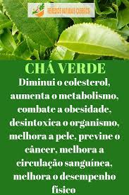 cha verde natural food herbs health