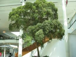 Bucida Buceras Shady Lady Shady Lady Black Olive Plants Black Olive Tree Houseplants