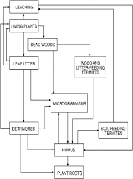 Decomposers An Overview Sciencedirect Topics