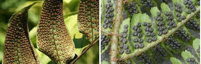 Ferns might seem lacy and delicate, but few are. Propagation Hardy Fern Foundation