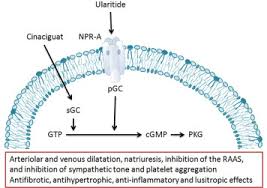Image result for Clevidipine