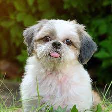 How small is a shih tzu? 1 Shih Tzu Puppies For Sale In Portland Or Uptown