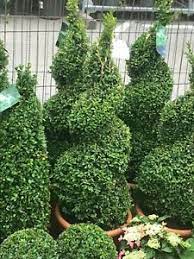 Maybe you would like to learn more about one of these? 2 Spiral Real Topiary Trees Box Buxus Sempervirens Uk Grown Ebay