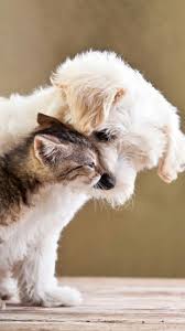 Pin By Mayflower Cacho On Chat Chien Cute Animals Puppies Cute Cats And Dogs Cute Animals