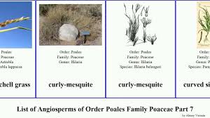 Image result for Ctenium concinnum