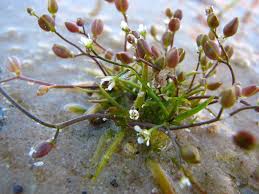Image result for Subularia