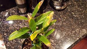 Dendrobium Nobile Brown And Yellow Leaves Orchid Board Most Complete Orchid Forum On The Web