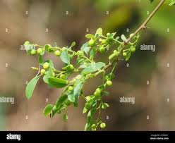 Image result for Phyllanthus reticulatus