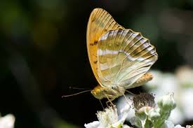 Image result for Euploca katangensis