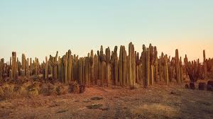 How does a cactus live without water? One Of The Largest Cactus Farms In Africa The New York Times