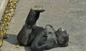 「ゴリラ」の画像検索結果