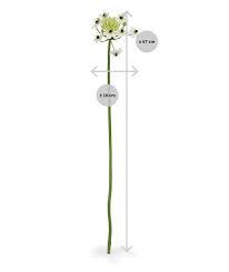 Check spelling or type a new query. Ornithogalum Arabicum Artificial Flower 72 Cm White Maxifleur Artificial Plants