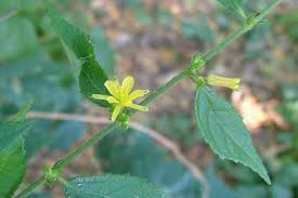 Image result for Triumfetta rhomboidea