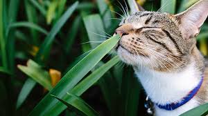 ﻿ ﻿ take precautions if your cat (or dog) likes to dig. Toxic Plants For Pets Rspca Nsw
