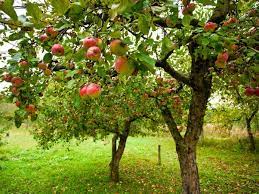 We did not find results for: What Fruit Tree Produces Fruit The Fastest After Being Planted Quora