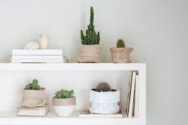 This also prevents water splashing back on the cactus. How To Grow And Care For Indoor Cactus Plants