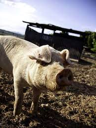 The mini farm is the trading name of the mobile mini farm limited. London S Best Farms And Zoos For Children The London Mother