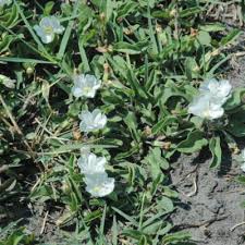 Image result for Falkia oblonga