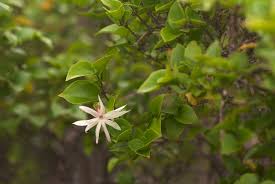 Image result for Jasminum multipartitum