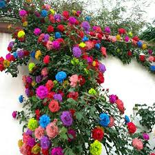 【metal plant flower display stand】100% iron shelving unit: 100pcs Mix Color Climbing Rose Seeds Flower Garden Climbing Plant Buy Online In Jersey At Jersey Desertcart Com Productid 206457060
