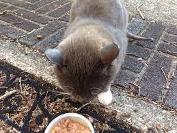 Stud tail is commonly seen in intact male cats but can also be seen in neutered males and females. Stud Tail And Hairless Ears Thecatsite