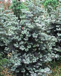 Abies Koreana Glauca Singing Tree Gardens Nursery In 2021 Abies Koreana Garden Trees Garden Nursery