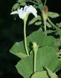 Image result for Lagenaria abyssinica