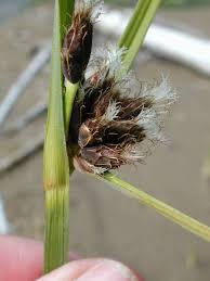 Image result for Bolboschoenus glaucus