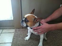 Affordable pure & hybrid designer hypoallergenic non shedding dog breeds or puppies are available for sale from local reputable breeders in georgia. French Bulldog Pets And Animals For Sale Georgia