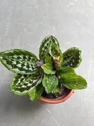 Image result for Kaempferia