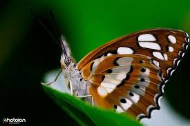 Macro Photography Courses And Workshops In London Photoion