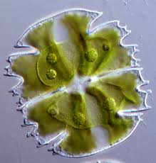 Image result for Micrargeria