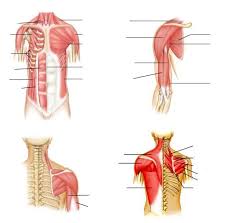 999 x 699 jpeg 153 кб. Dbcs Anatomy Muscles Of The Torso And Upper Arm Diagram Quizlet