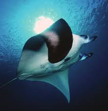 Ocean Health Is Buoyed by the Fourth “Our Ocean” Conference in Malta