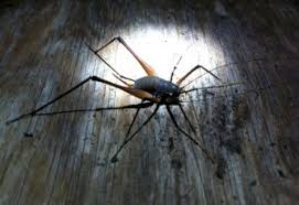 What's the phobia of camel crickets called? Camel Cricket What S That Bug