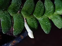 Image result for Angraecum distichum