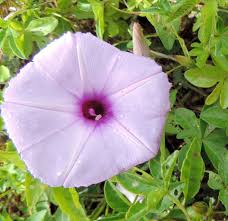 Image result for Ipomoea venosa