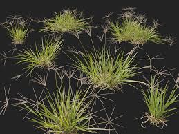 Image result for Enteropogon