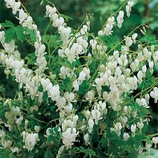 Nymphoides indica is an aquatic plant with heart shaped small leaves and white flower. Giant White Bleeding Heart Bleeding Heart Jung Seed Company