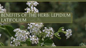 Image result for Lepidium