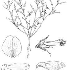Image result for Indigastrum parviflorum