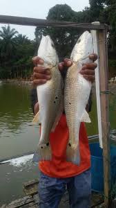See more of d' nor chalet teluk senangin lumut on facebook. Selamat Tgh Hari Penambahan Ikan Kolam Salak Tinggi Facebook