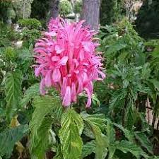 Image result for Justicia scandens