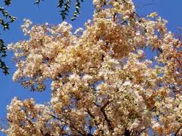 Image result for Glenniea africana