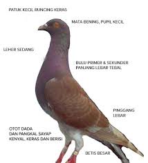 Burung kakatua memang terkenal dengan warna bulu indah dan suara yang melengking. Gambar Burung Dara Bagus Gambar Burung Wallpaper