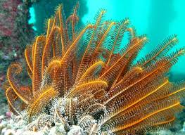 Image result for Oxyanthus zanguebaricus